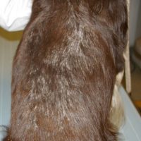 2. Adénite sébacée chez un chien de race Springer spaniel avec des squames sur le dos