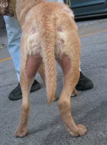 Alopécie du chien adulte chez un Chesapeake Bay retriever vue postérieur