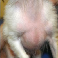 1. Alopécie en patron, maladie de la peau atteignant ici le cou et la poitrine, chez un chien de race Chihuahua (© Dr Vét Héripret)