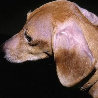 2. Alopécie en patron localisée aux oreilles chez un chien de race Teckel (photo D Héripret)