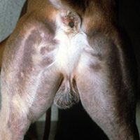 3. Alopécie en patron, maladie de la peau atteignant ici la face postérieure des cuisses, chez un chien de race Whippet (photo D. Héripret)
