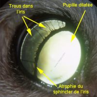 Bichon de 10 ans atteint d’atrophie sénile de l’iris
