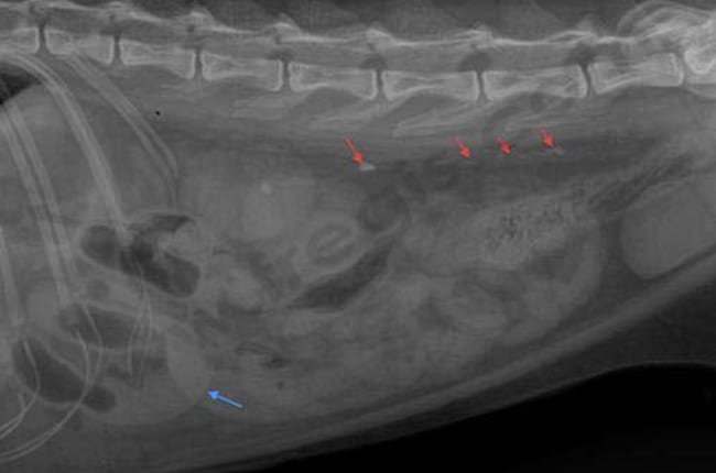 Calculs urétéraux (flèches rouges) chez un chat présentant également une dilatation majeure de l’intestin grêle (flèche bleue) suite à l’ingestion d’un corps étranger