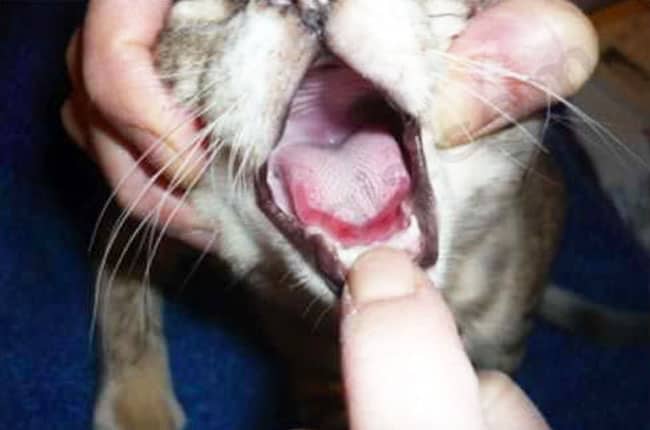 Ulcère linguale chez un chat atteint de calicivirose