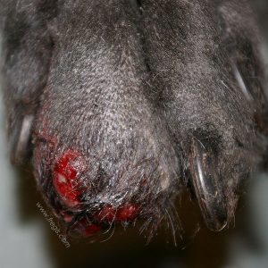 Chien Labrador présentant un grave carcinome épidermoïde du doigt