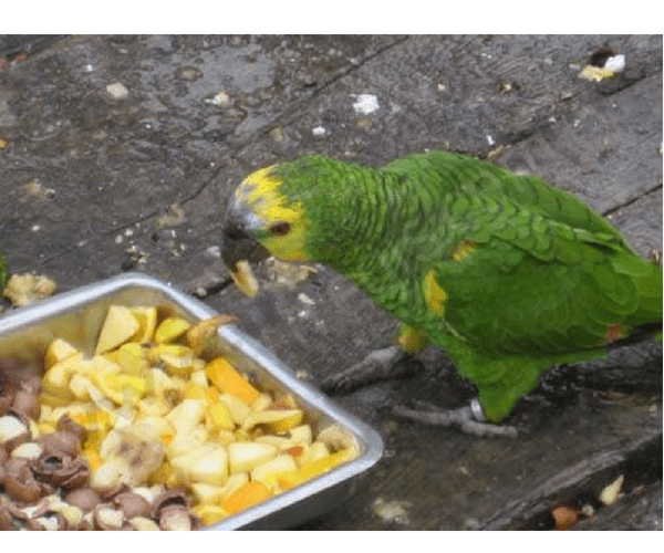 Alimentation chez le perroquet - CHV Fregis