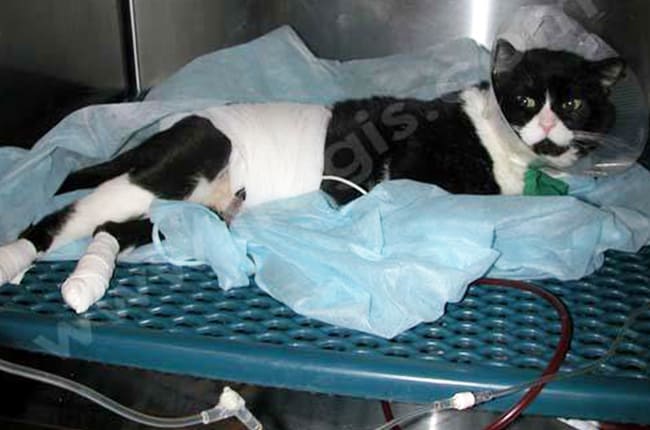 2. Chat hospitalisé et placé en soins intensifs pour hématurie (sang dans les urines).