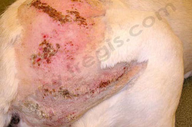 Cheyletiellose chez un Labrador âgé : aspect après tonte avec surinfection bactérienne
