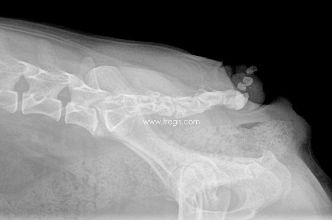 Radiographie d'un chien portant l'anomalie d'une queue courte