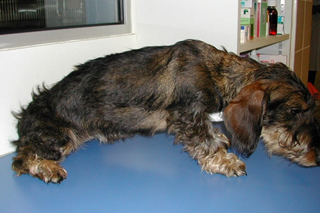 osition typique d’une douleur cervicale chez le chien