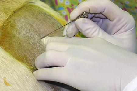 Image d'un chien recevant une injection épidurale