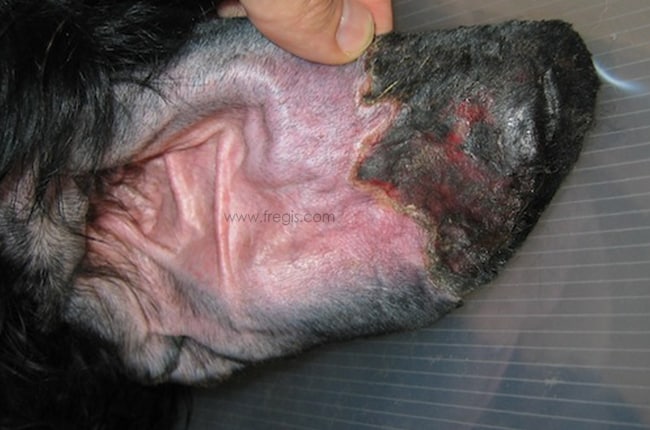 Chien présantant une dermatopathie schenmique chez le chien