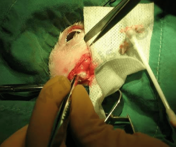 Chirurugie d'abcés dentaire chez un lapin - CHV Fregis