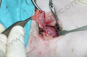 Visualisation chirurgicale d'une péricardectomie partielle sur un chat traité chirurgicalement pour chylothorax