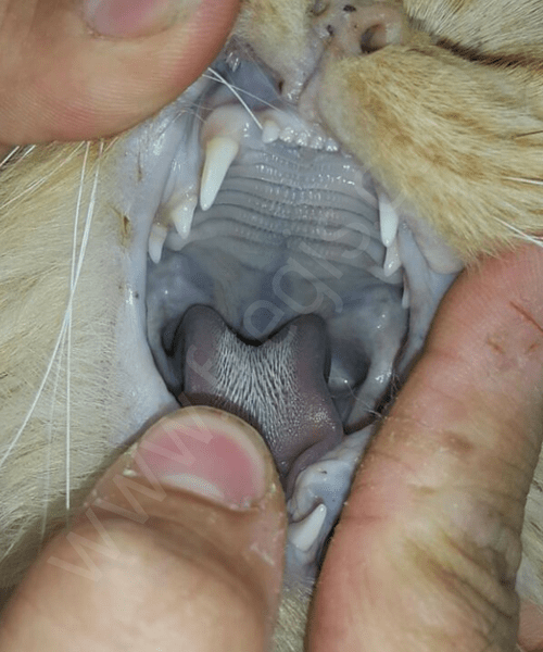 Cyanose des muqueuses d’un chat intoxiqué par du paracétamol