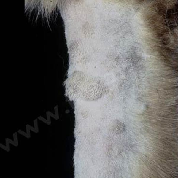 Nodules sur la patte avant d’un chien Berger allemand présentant une dermatofibrose nodulaire et un cystadénocarcinome rénal.