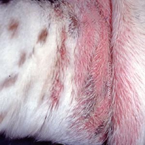 Lésions au niveau des plis de peau du coude (aisselle) chez un chien Basset hound