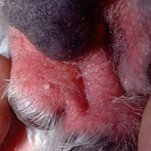 Lésions de la peau entre les doigts d'un chien