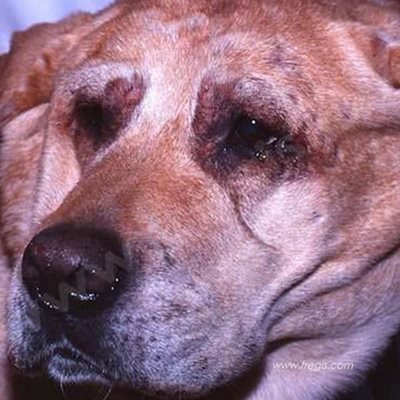 Chien de race Labrador atteint d’une dermatite atopique (Atopie) yeux