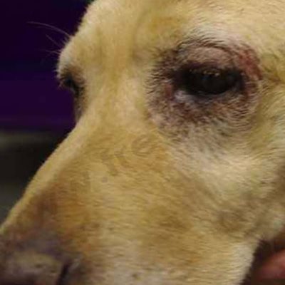 Chien de race Labrador atteint d’une dermatite atopique (Atopie) sur la face