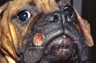 Dermatite éosinophilique œdémateuse chez un chien Boxer, au niveau de la base de l’oreille