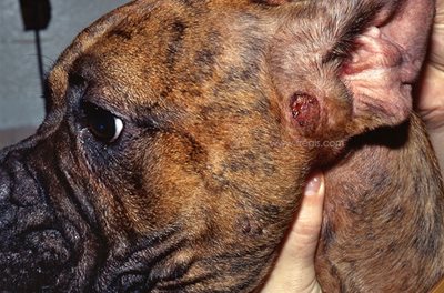 Dermatite éosinophilique œdémateuse chez un chien Boxer, au niveau de la babine