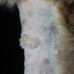 Dermatofibrose nodulaire chez le chien Nodules sur la patte avant d’un chien Berger allemand présentant une dermatofibrose nodulaire