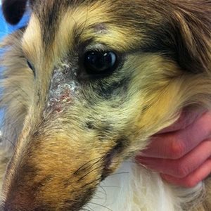Dermatomyosite familiale du chien chez un Shetland montrant une atteinte autour des yeux. (photo D Héripret)