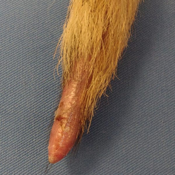 Dermatomyosite familiale du chien chez un Shetland montrant de l’extrémité de la queue. (photo D Héripret)