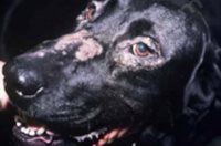 3. Chien de race Labrador retriever présentant une dermatose répondant au zinc de type 2. Présence de croûtes et de dépilations autour des yeux et du nez