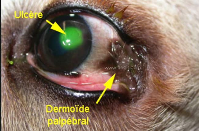 Dermoïde palpébral chez un chien Labrador d'un an