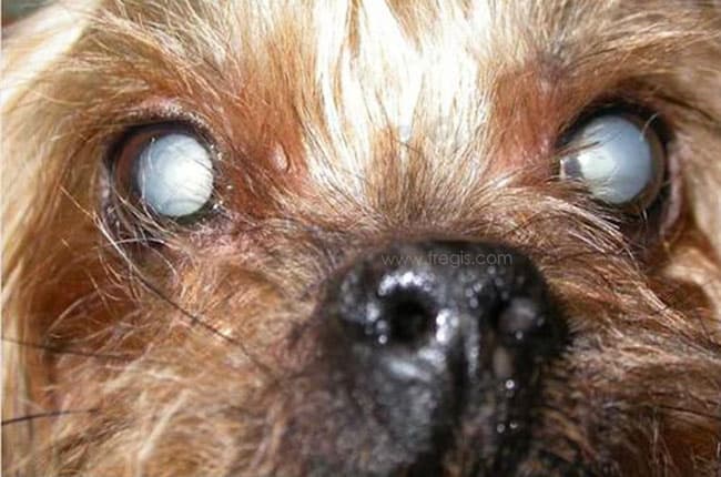 Chien de race Yorkshire terrier souffrant d’un diabète sucré et présentant une cataracte bilatérale, se traduisant par l’aspect opaque des cristallins