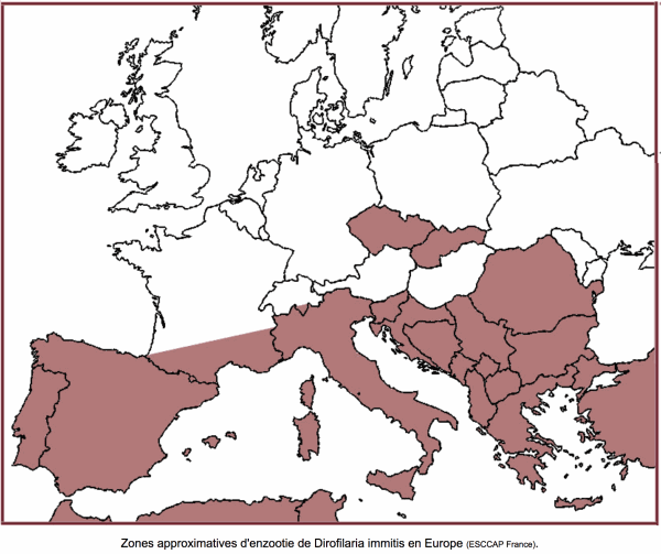 Zones approximatives d'enzootie de Dirofilaria immitis en Europe (ESCCAP France)