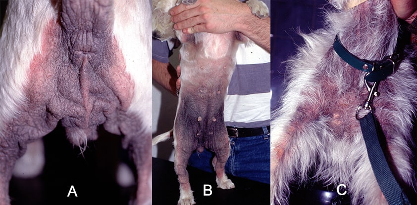 A - Dysplasie épidermique du West Highland White Terrier (syndrome de surpopulation microbienne) au niveau des fesses. B - Dysplasie épidermique chez un Westie (syndrome de surpopulation microbienne) au niveau du ventre. C - Dysplasie épidermique du WHWT (syndrome de surpopulation microbienne) au niveau du poitrail.