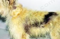 3. Dysplasie folliculaire cyclique (alopécie cyclique des flancs ) chez un chien à poils longs