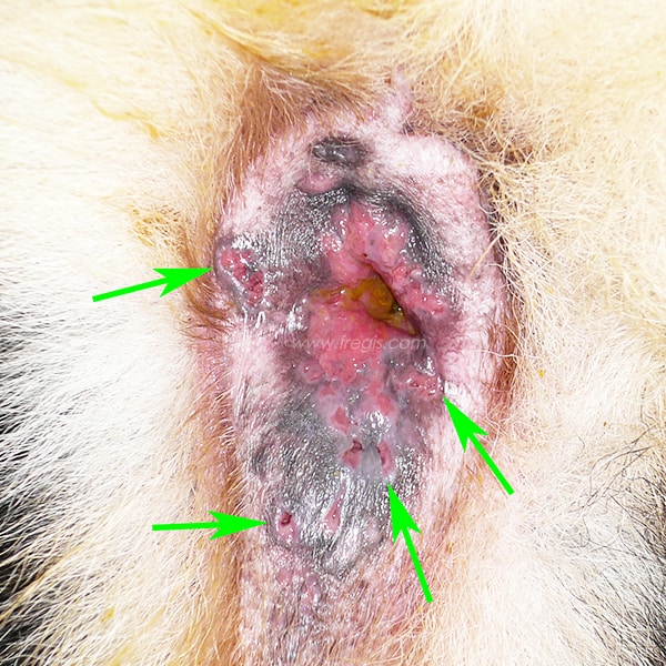 Fistules périanales chez un chien Berger allemand (furonculose anale)