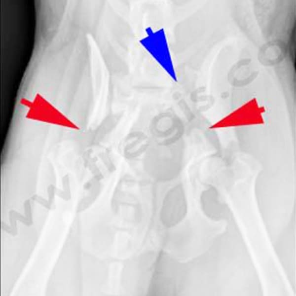 Fractures du bassin chez le chien : fracture bilatérale des ilium (flèches rouges) et disjonction sacro-iliaque (flèche bleue)