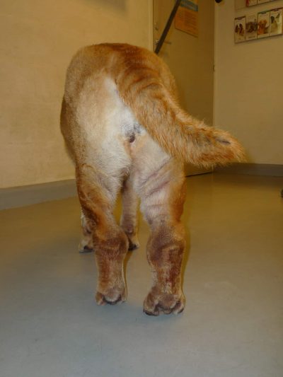 Gonflement des membres postérieurs chez un chien de race Shar pei atteint d’amyloïdose (fièvre familiale).