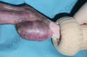 1. Volumineuse tumeur de l'extrémité de la patte arrière chez un chat