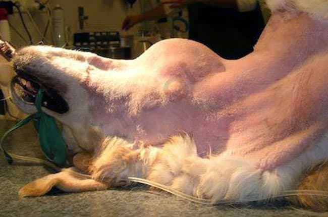 Chien de race Labrador atteint d’un hémangiosarcome dans la région du cou. Le chien est anesthésié et préparé pour la chirurgie - CHV Fregis
