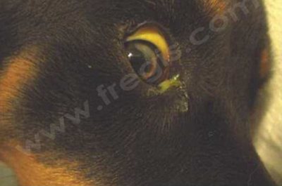 Ictère marqué visble au niveau de l'oeil (sclère) d'un chien