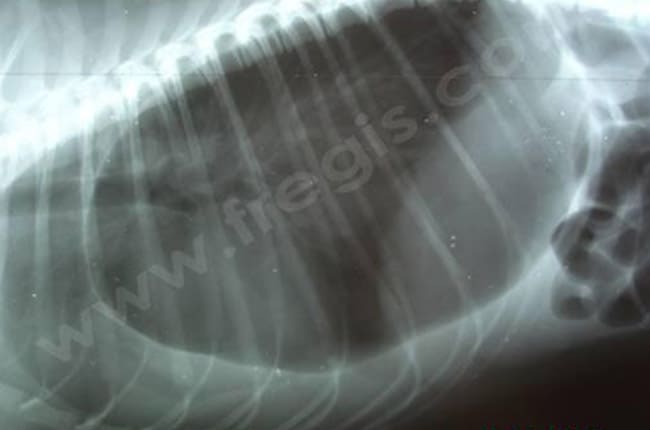 2. Radiographie du thorax et de l'abdomen chez un Caniche