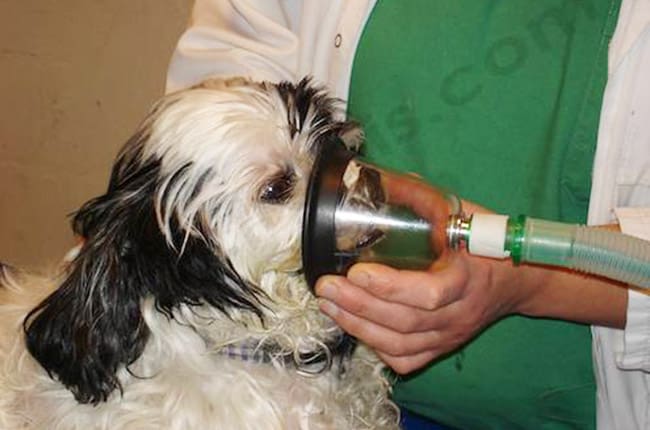 1. L'apport d'oxygène par un masque ou une cage à oxygène est souvent indispensable dans les heures qui suivent le traumatisme pour réanimer l'animal jusqu'à l'intervention chirurgicale