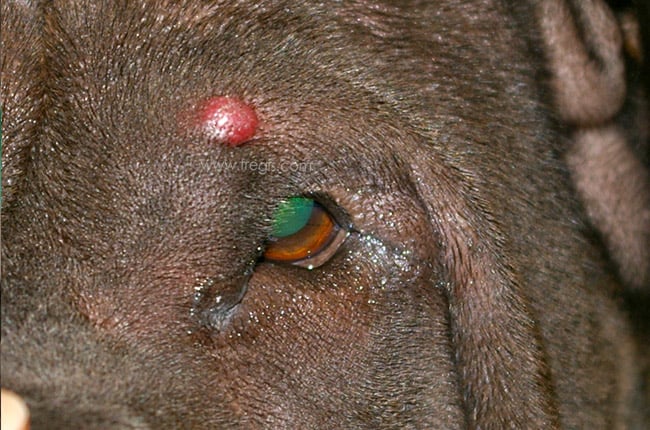 Histiocytome cutané du chien, ici chez un jeune Shar Pei