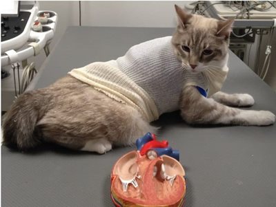 chat avec bandage pour tenir les electrodes