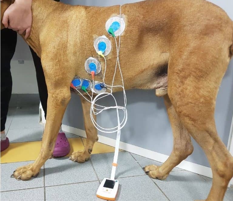 Holter chez le chien : Electrodes mises en place et reliées au boitier. L’ensemble est ensuite bien fixé pour éviter que le chien le retire.