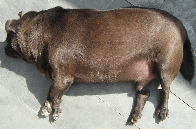 Labrador présentant une obésité majeure consécutive à une hypothyroïdie.