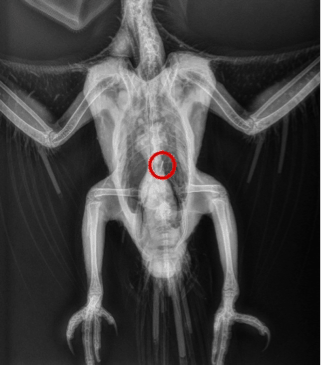 Radiographies permettant de visualiser le bon placement anatomique du transpondeur dans le muscle pectoral gauche - CHV Fregis