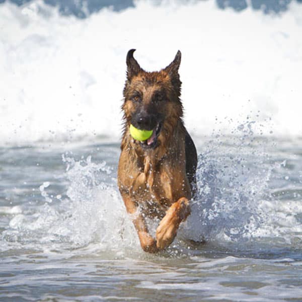 chien jouant dans la mer