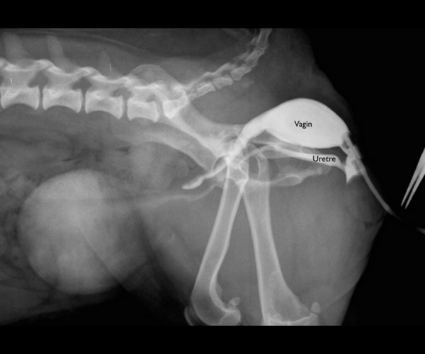 Radiogaphie d’une chienne présentant une incontinence urinaire due à une incompètence du sphincter urétral.